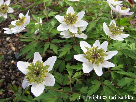 Anemone nemorosa 'Green Dream', valkovuokko